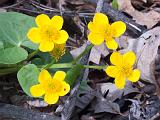 Spring 005